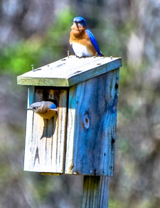 Nesting Bluebirds, Amherst, VA